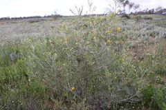 Senna artemisioides artemisioides