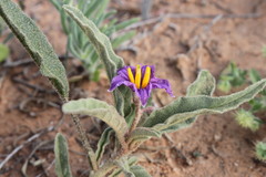 Solanum esuriale