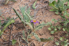Solanum esuriale