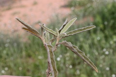 Solanum esuriale