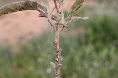 Solanum esuriale