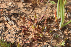 Triglochin isingiana