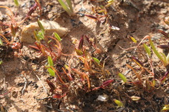 Triglochin isingiana