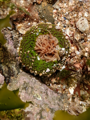Anthopleura fuscoviridis