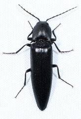 Elater lecontei