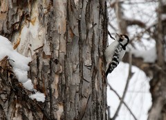 Dryobates minor kamtschatkensis