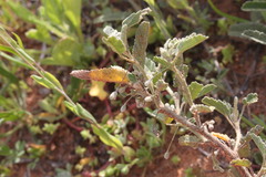 Sida fibulifera