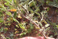 Sida fibulifera