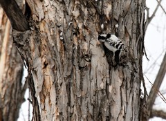 Dryobates minor kamtschatkensis