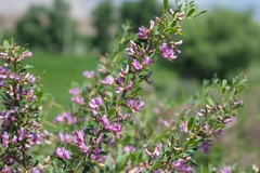 Halimodendron halodendron