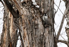 Dryobates minor kamtschatkensis