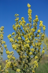 Verbascum songaricum