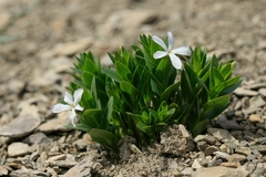 Vinca erecta