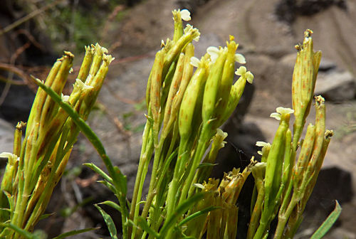 Tagetes minuta image