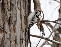 Dryobates minor kamtschatkensis