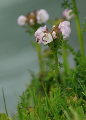 Pedicularis rhinanthoides