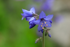 Polemonium caucasicum