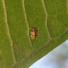 Coccinellinae