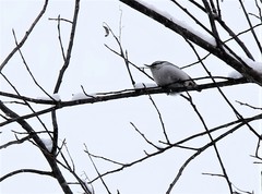 Sitta europaea albifrons
