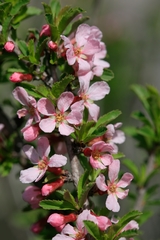 Prunus prostrata concolor