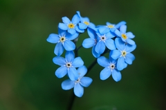 Myosotis alpestris suaveolens