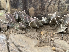 Huernia