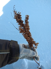 Rumex pseudonatronatus