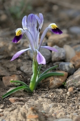 Iris narbutii