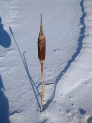 Typha latifolia