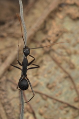 Camponotus angusticollis