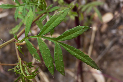 Tagetes patula image