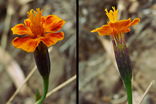 Tagetes patula image