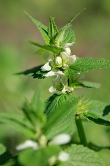 Lamium turkestanicum