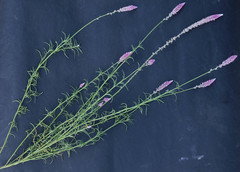 Hermbstaedtia fleckii