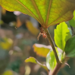 Ropalidia variegata