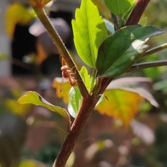Ropalidia variegata