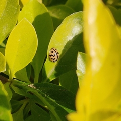 Cheilomenes sexmaculata