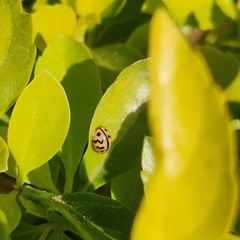 Cheilomenes sexmaculata