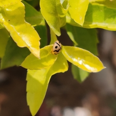 Cheilomenes sexmaculata