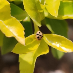 Cheilomenes sexmaculata