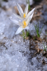 Crocus alatavicus