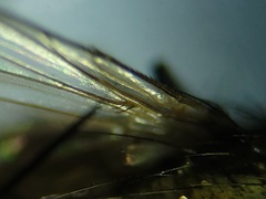 Lixophaga