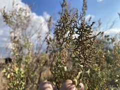Chenopodium oahuense