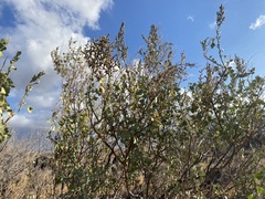 Chenopodium oahuense