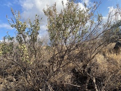 Chenopodium oahuense