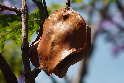 Jacaranda image