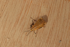 Lycomorphodes sordida