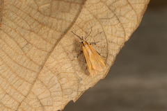 Lycomorphodes sordida