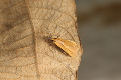 Lycomorphodes sordida