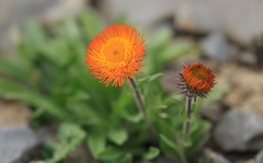 Erigeron aurantiacus